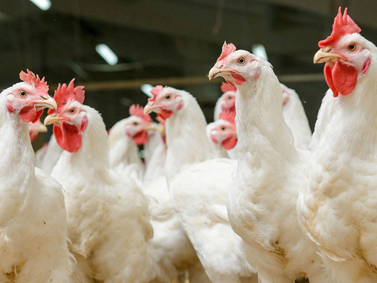 About Spring Grove Fresh Food Company - Wholesale Meat Suppliers